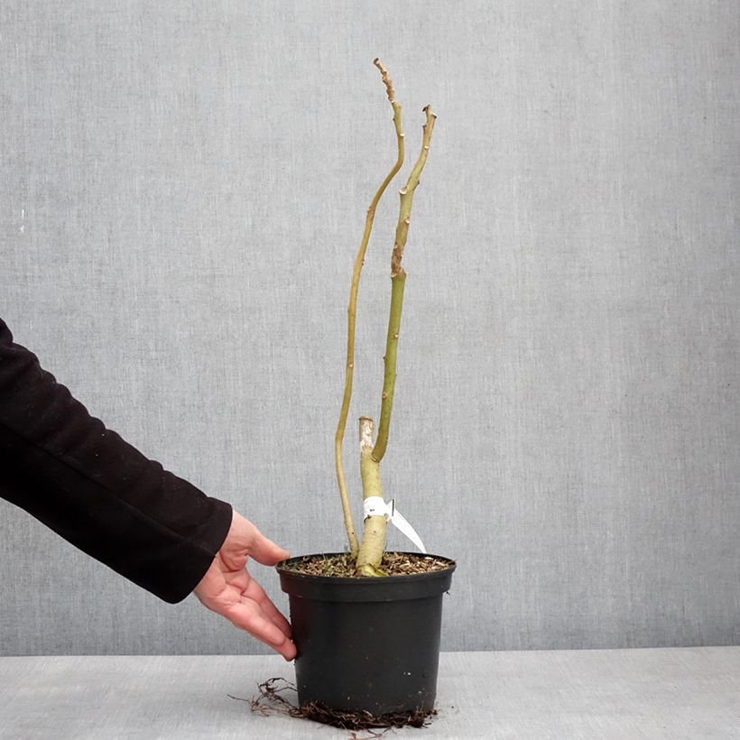 Tamarillo Red Vaso da 3L/4L esemplare consegnato in inverno