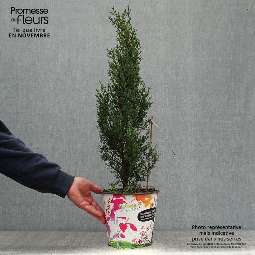 Esemplare di Cupressus sempervirens Garda - Cipresso comune Vaso da 4L/5L come consegnato in autunno