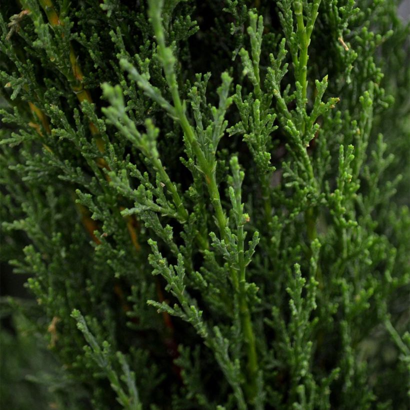 Cupressus sempervirens var. stricta Totem - Cipresso comune (Fogliame)