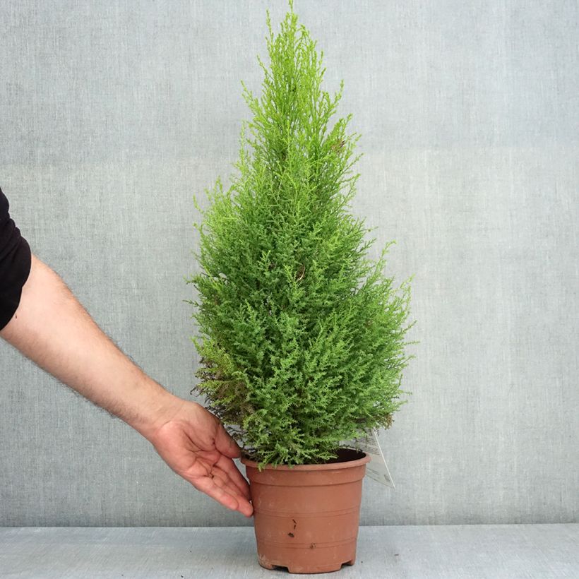 Esemplare di Cupressus macrocarpa Wilma Vaso da 2L/3L consegnato in estate