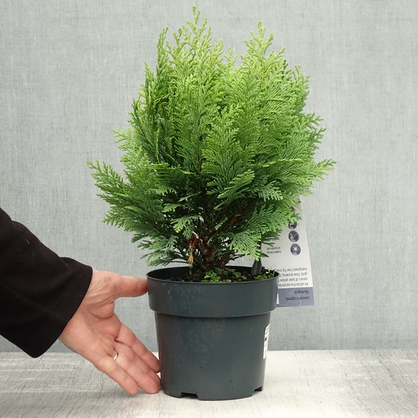 Esemplare di Chamaecyparis lawsoniana Alumigold - Cipresso bianco Vaso da 2L/3L come consegnato in autunno