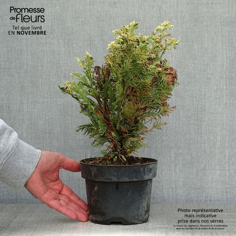 Esemplare di Chamaecyparis lawsoniana Pygmaea Argentea - Cipresso bianco Vaso da 2L/3L come consegnato in autunno