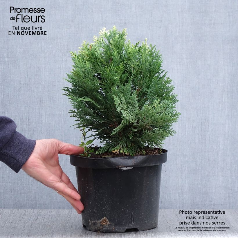 Esemplare di Chamaecyparis lawsoniana Pygmaea Argentea - Cipresso bianco Vaso da 4L/5L come consegnato in autunno