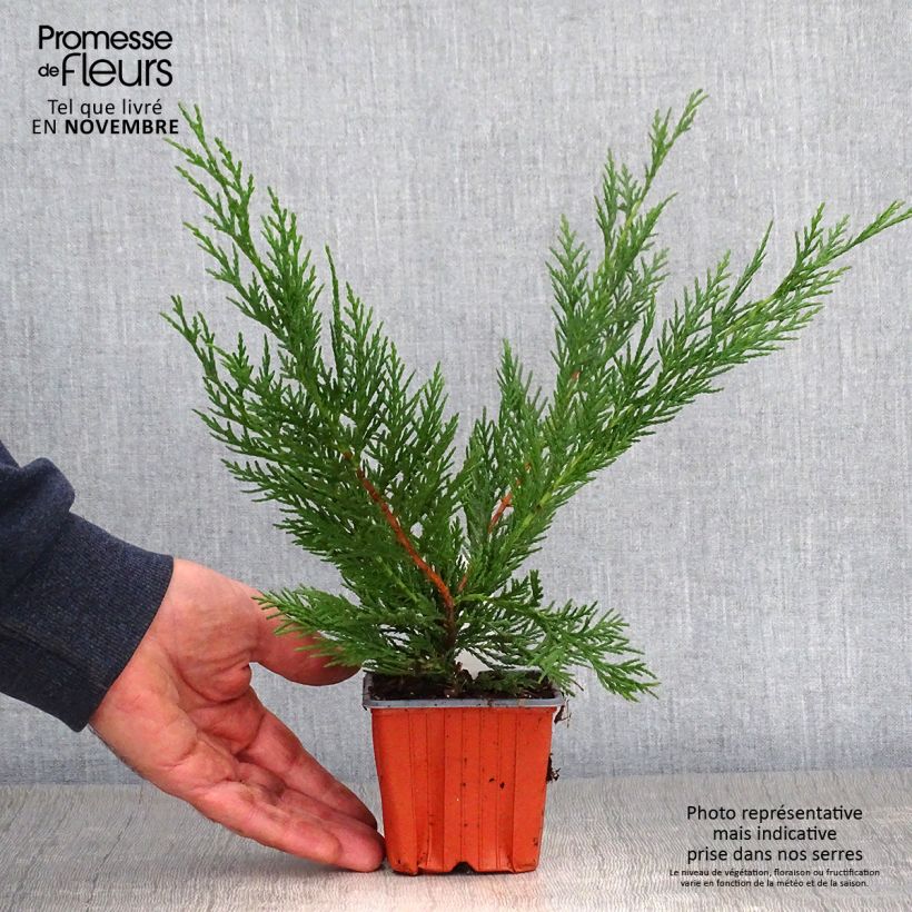 Esemplare di Cupressocyparis leylandii - Cipresso di Leyland Vasetto da 8/9 cm come consegnato in autunno