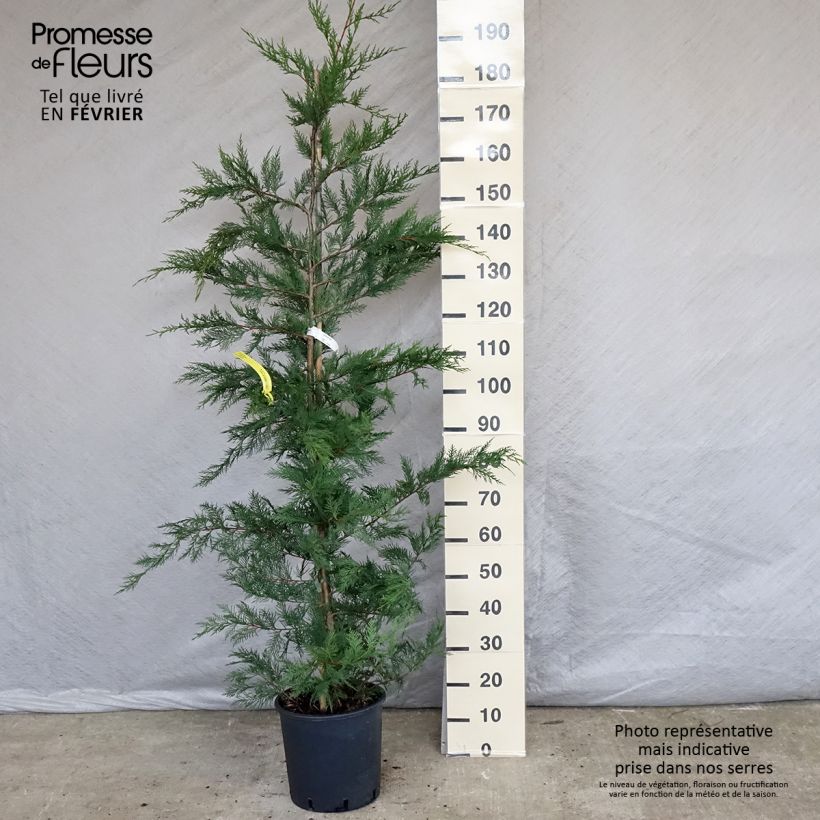 Cupressocyparis leylandii - Cipresso di Leyland Vaso da 6L/7L esemplare consegnato in inverno