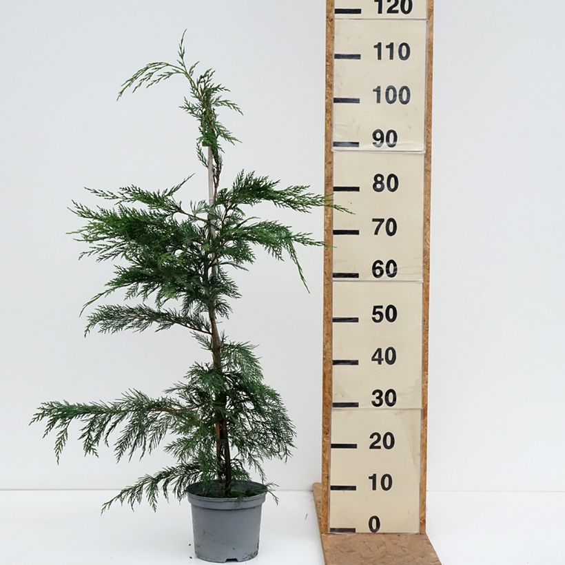 Esemplare di Cupressocyparis leylandii - Cipresso di Leyland Vaso da 4L/5L come consegnato in autunno