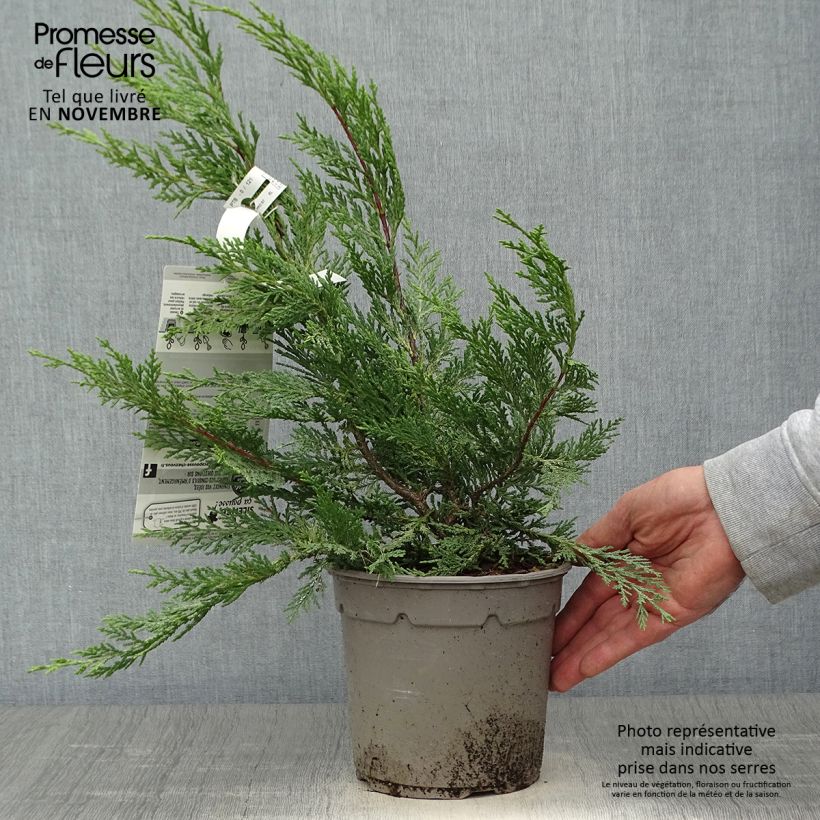 Esemplare di Cupressocyparis leylandii Excalibur Gold - Cipresso di Leyland Vaso da 2L/3L come consegnato in autunno