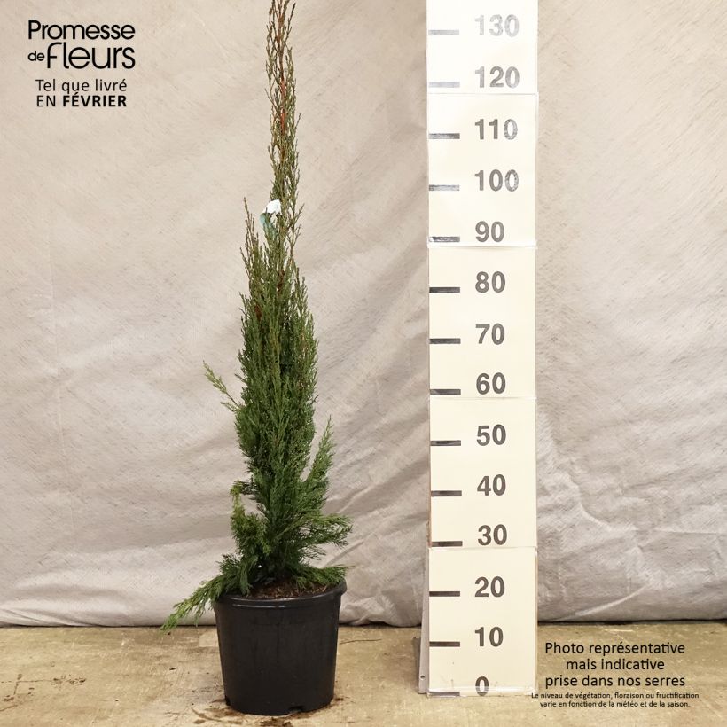 Cupressus sempervirens var. stricta Pyramidalis - Cipresso comune Vaso da 4L/5L esemplare consegnato in inverno