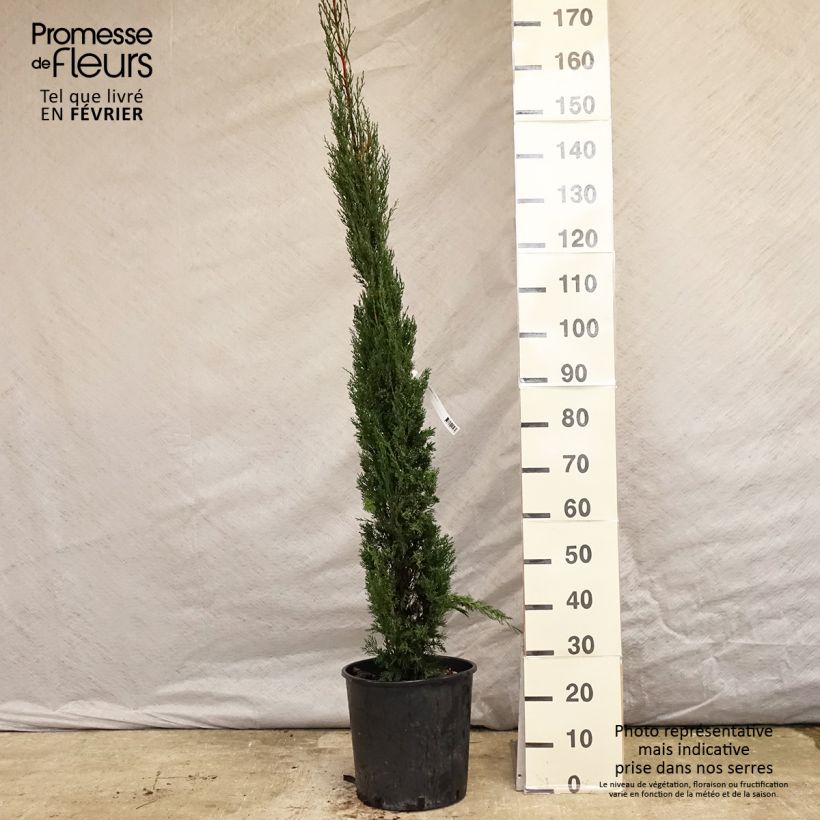 Cupressus sempervirens var. stricta Pyramidalis - Cipresso comune Vaso da 7,5L/10L esemplare consegnato in inverno