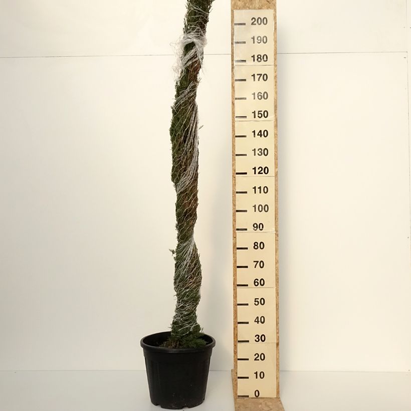 Esemplare di Cupressus sempervirens var. stricta Pyramidalis - Cipresso comune Vaso da 30L/35L come consegnato in autunno