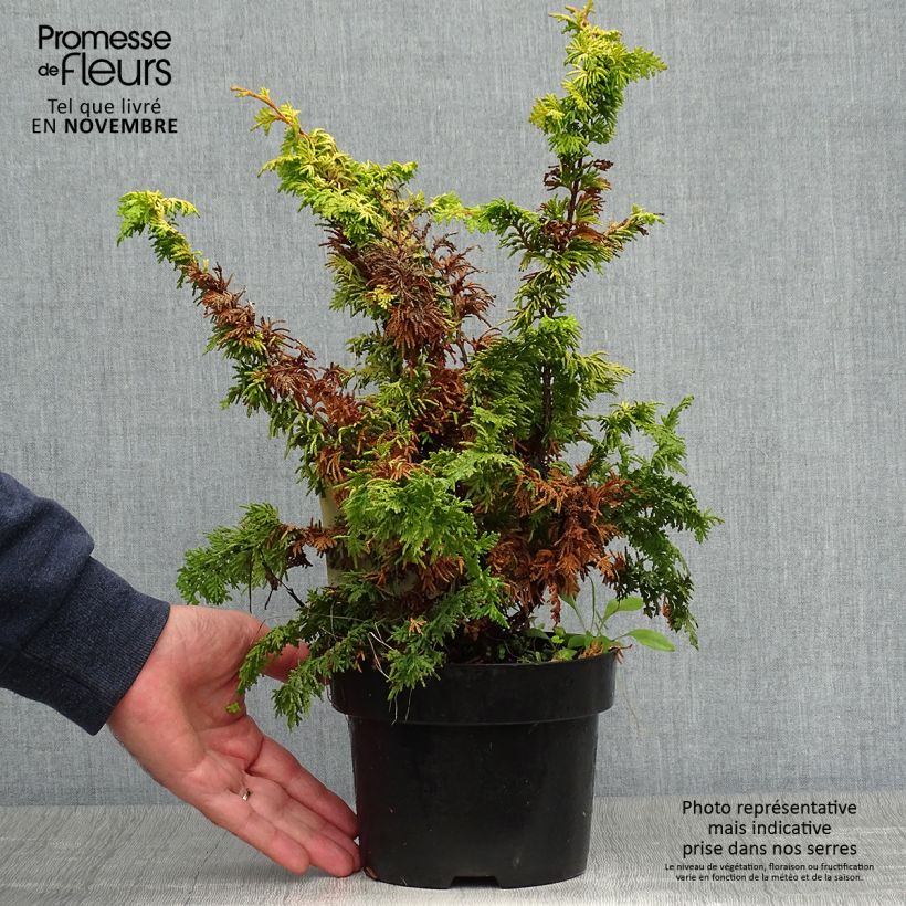 Esemplare di Chamaecyparis obtusa Fernspray Gold - Cipresso di Hinoki Vaso da 2L/3L come consegnato in autunno