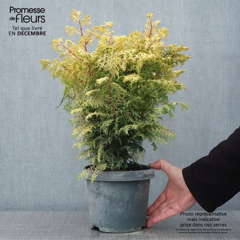 Esemplare di Chamaecyparis obtusa Lucas - Cipresso di Hinoki Vaso da 2L/3L come consegnato in autunno