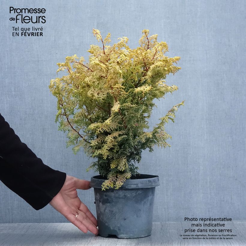 Chamaecyparis obtusa Lucas - Cipresso di Hinoki Vaso da 2L/3L esemplare consegnato in inverno