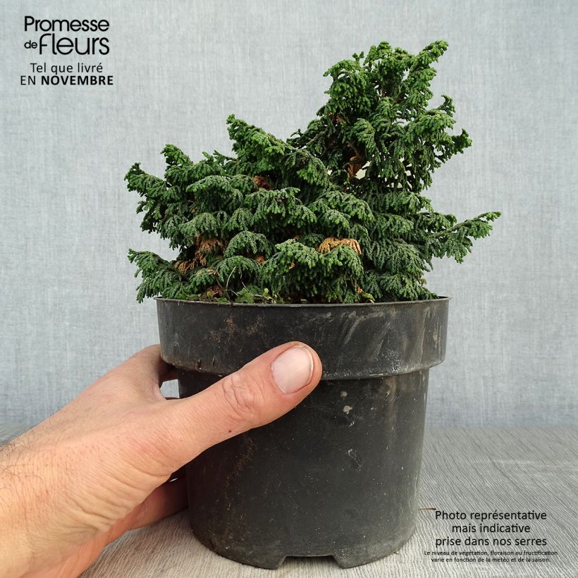 Esemplare di Chamaecyparis obtusa Maureen - Cipresso di Hinoki Vaso da 2L/3L come consegnato in autunno