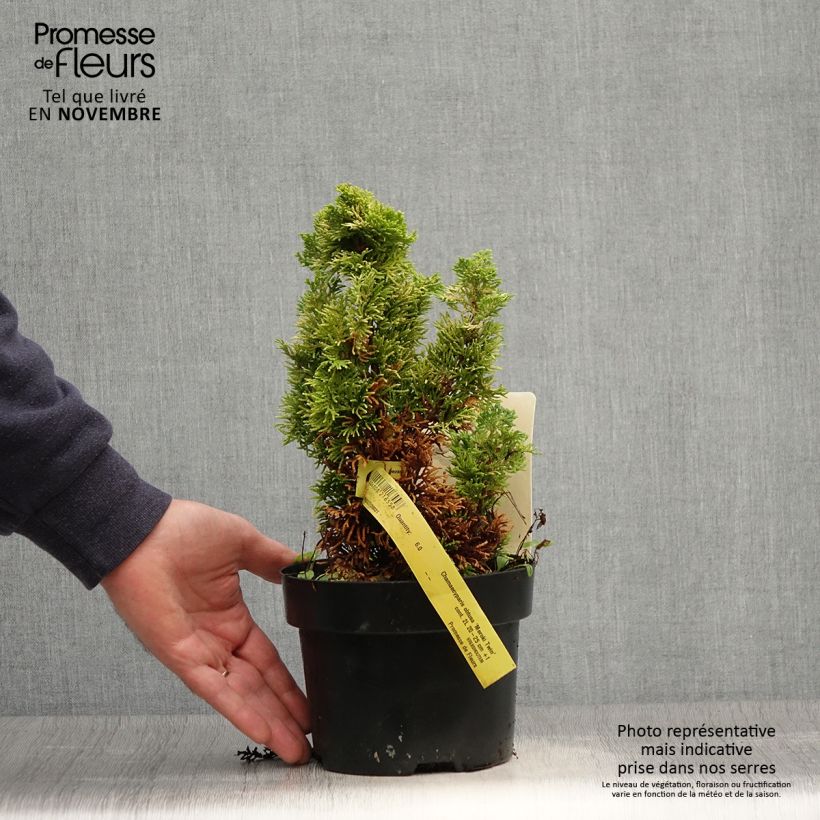 Esemplare di Chamaecyparis obtusa Meroki Twin - Cipresso di Hinoki Vaso da 2L/3L come consegnato in autunno