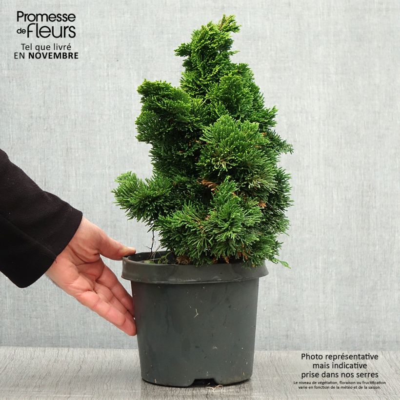 Esemplare di Chamaecyparis obtusa Nana Aurea - Cipresso di Hinoki Vaso da 2L/3L come consegnato in autunno
