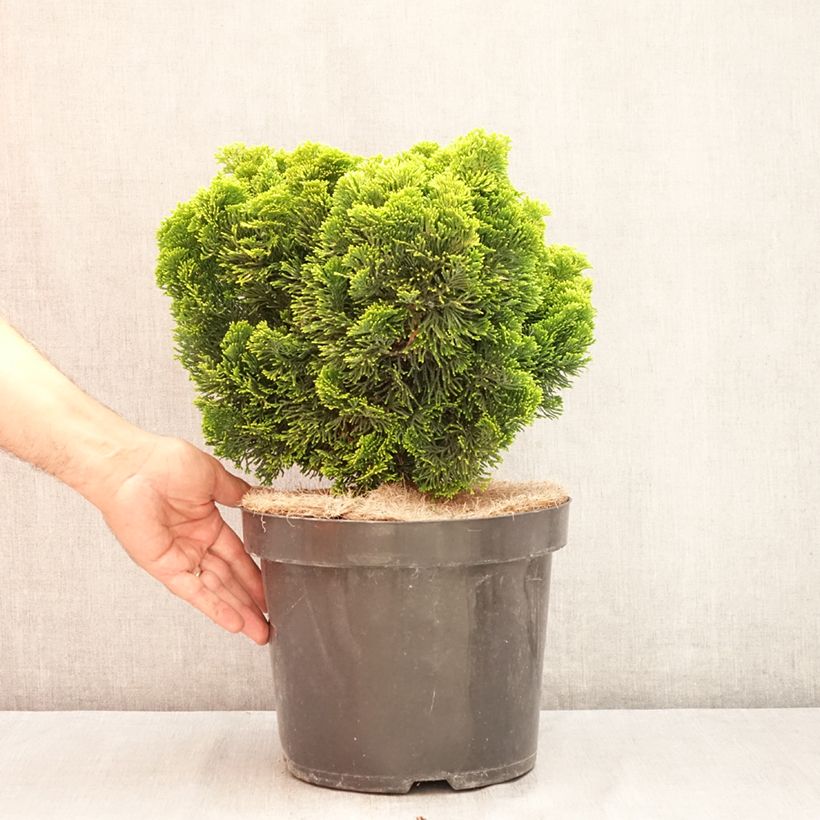 Esemplare di Chamaecyparis obtusa Nana Aurea - Cipresso di Hinoki Vaso da 7,5L/10L, Vaso impalcato consegnato in estate