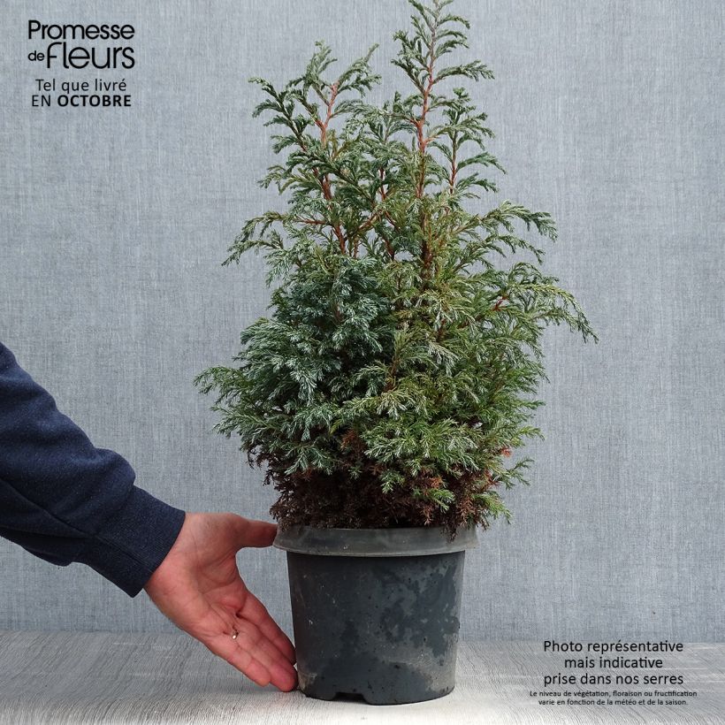 Esemplare di Chamaecyparis pisifera Baby Blue Vaso da 3L/4L come consegnato in autunno