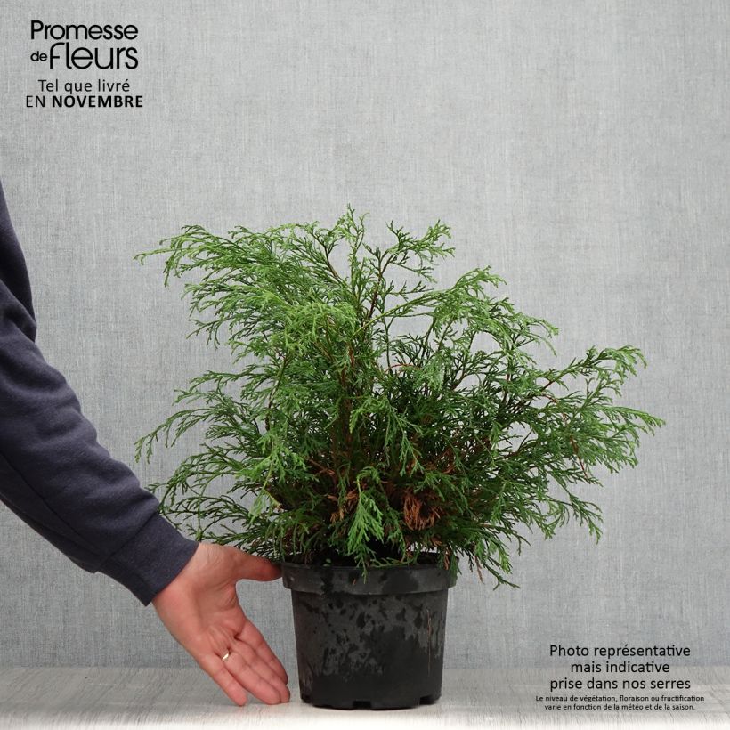Esemplare di Chamaecyparis pisifera Filifera Vaso da 2L/3L come consegnato in autunno