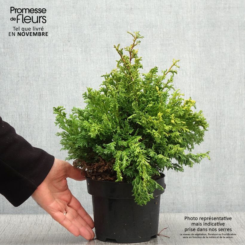 Esemplare di Chamaecyparis pisifera Golden Pincushion Vaso da 2L/3L come consegnato in autunno