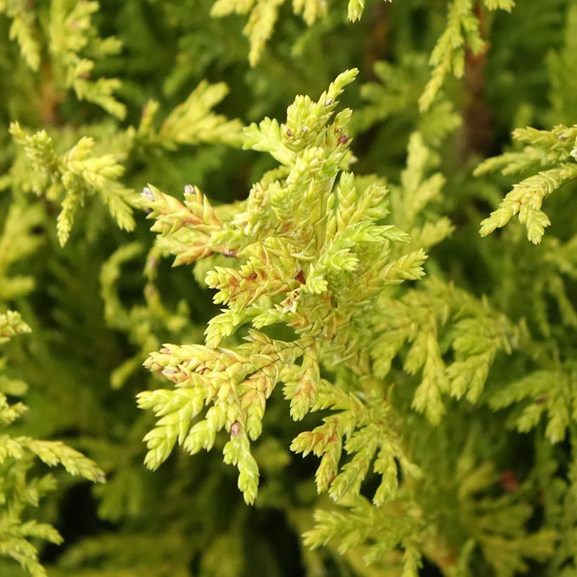Chamaecyparis pisifera Golden Pincushion (Fogliame)