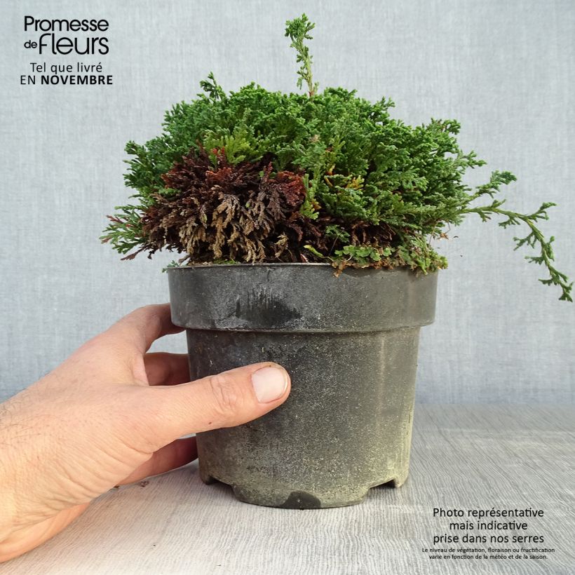Esemplare di Chamaecyparis pisifera Hime-sawara Vaso da 2L/3L come consegnato in autunno