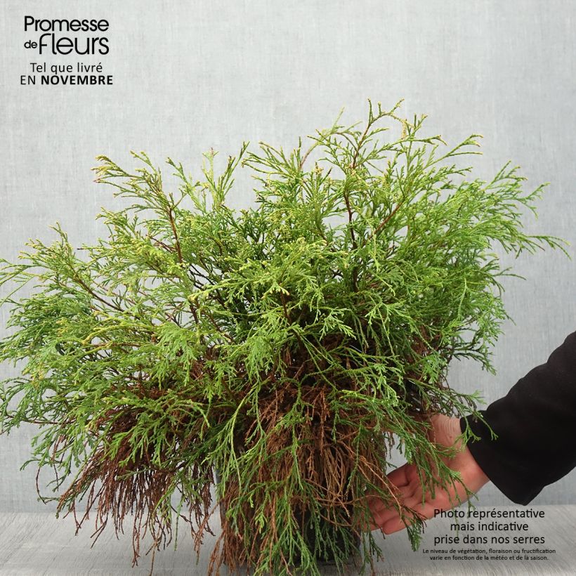Esemplare di Chamaecyparis pisifera Sungold Vaso da 7,5L/10L come consegnato in autunno