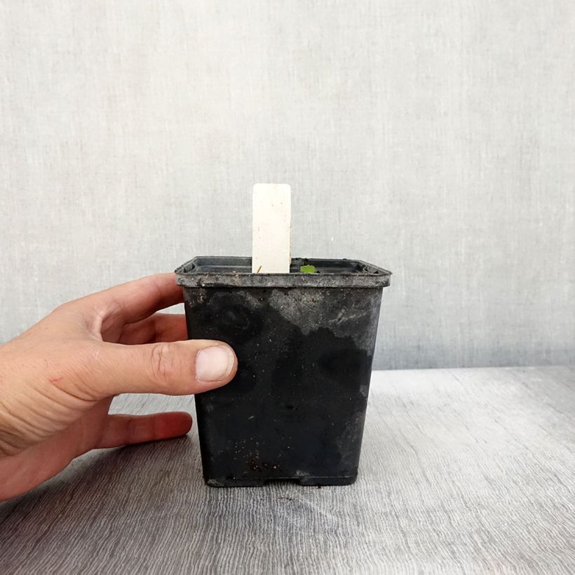 Esemplare di Cypripedium Aki Vaso da 1L/1,5L come consegnato in autunno