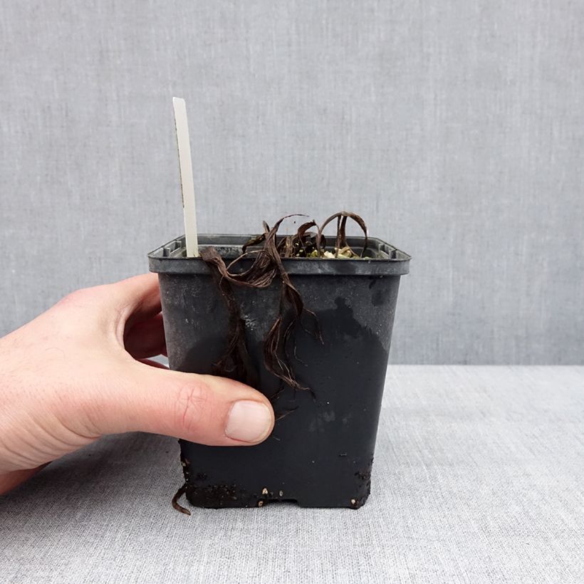 Cypripedium Aki Vaso da 1L/1,5L esemplare consegnato in inverno