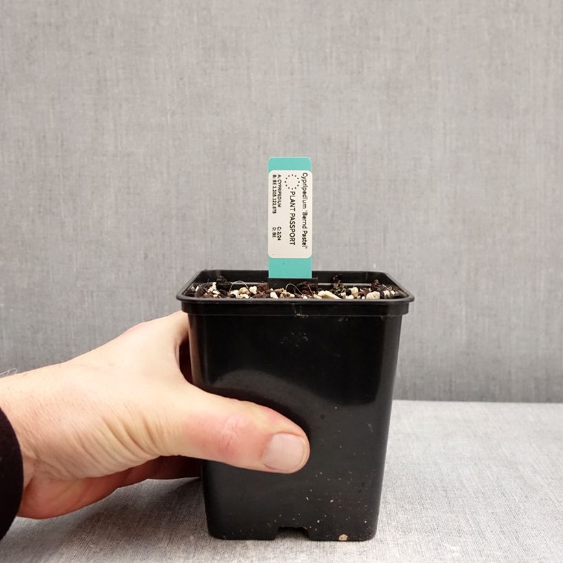 Cypripedium Bernd Pastel Vaso da 1L/1,5L esemplare consegnato in inverno