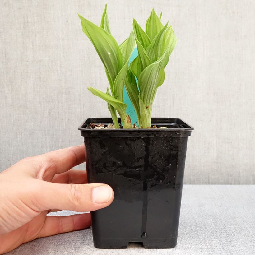 Cypripedium Bernd Pastel Vaso da 1L/1,5L esemplare consegnato in primavera