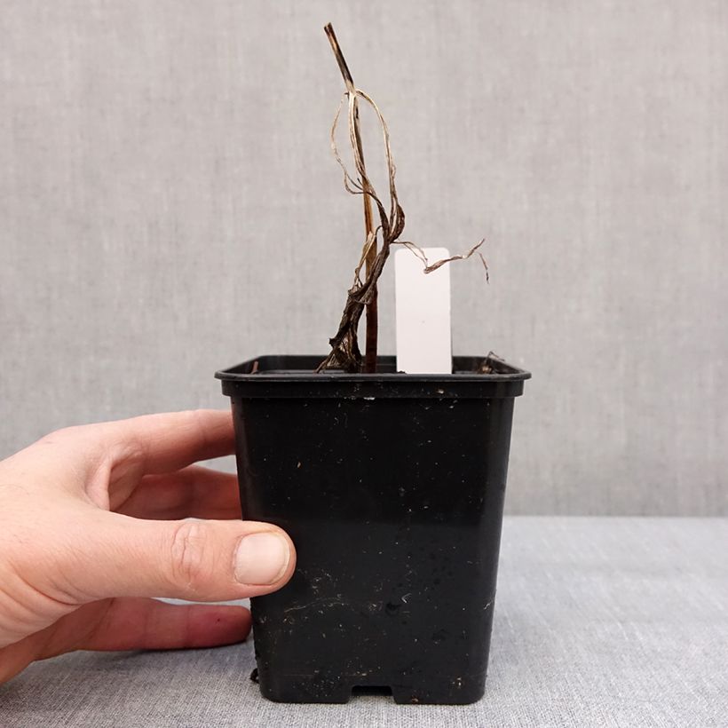 Cypripedium Emil Vaso da 1L/1,5L esemplare consegnato in inverno