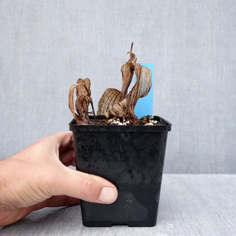 Esemplare di Cypripedium Gisella Vaso da 1L/1,5L come consegnato in autunno