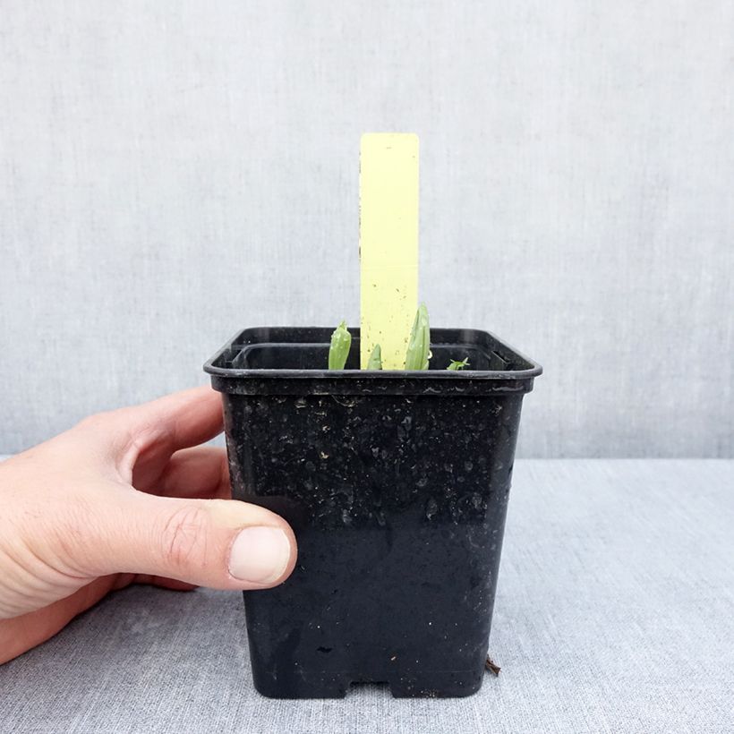 Cypripedium Otto Vaso da 1L/1,5L esemplare consegnato in primavera