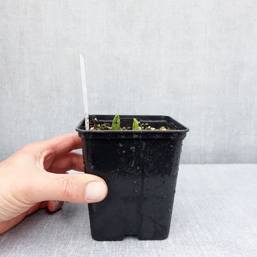 Cypripedium parviflorum var. pubescens Vaso da 1L/1,5L esemplare consegnato in primavera