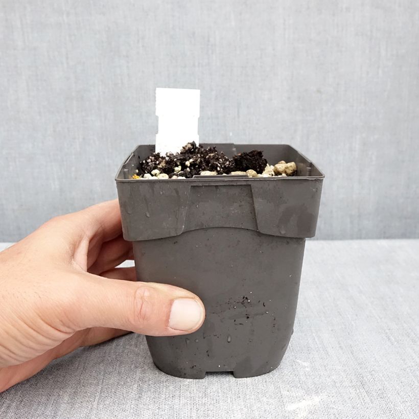 Esemplare di Cypripedium reginae Vaso da 1L/1,5L come consegnato in autunno