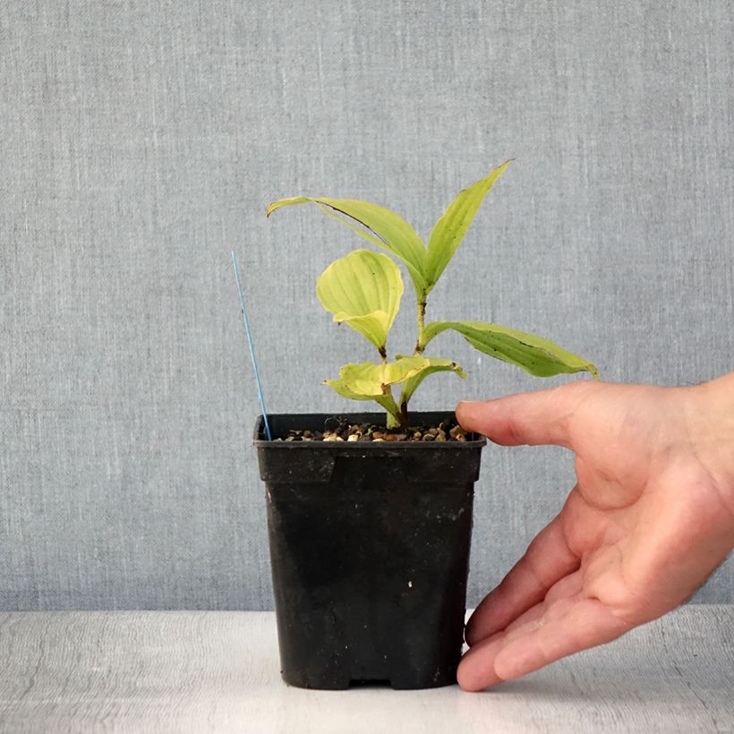 Esemplare di Cypripedium reginae Vaso da 1L/1,5L consegnato in estate