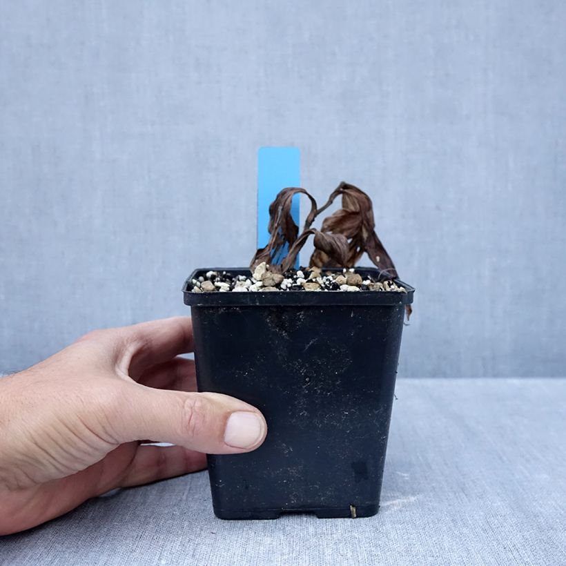 Esemplare di Cypripedium Sabine Pastel Vaso da 1L/1,5L come consegnato in autunno