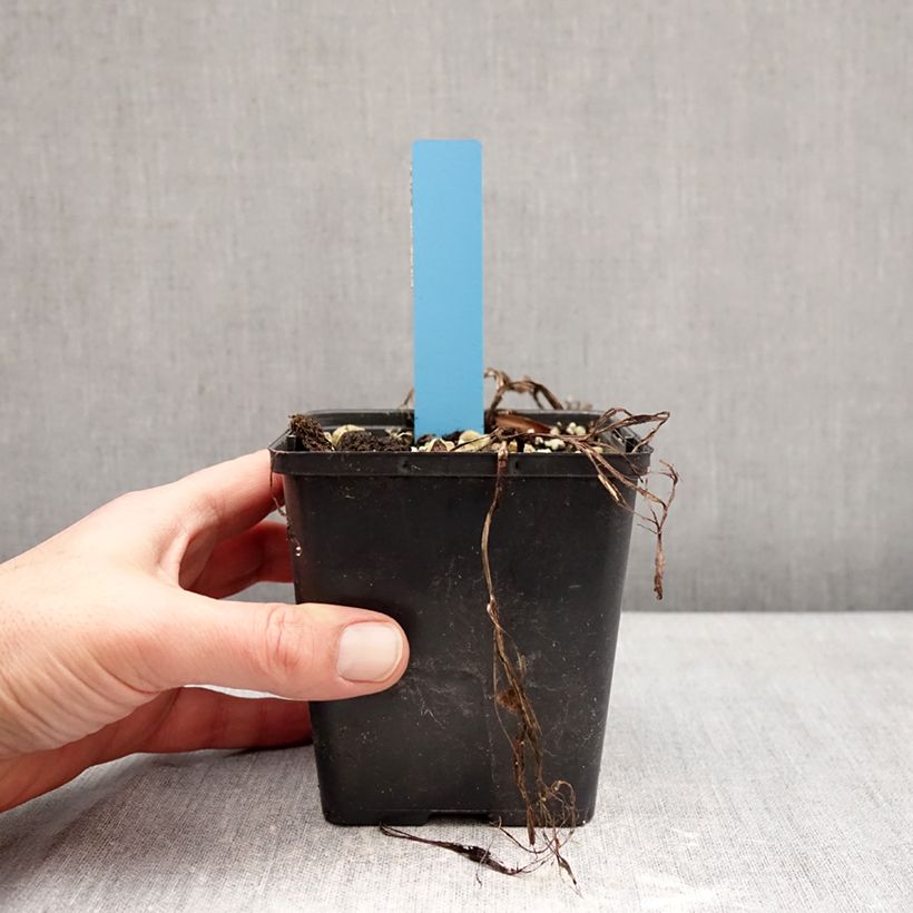 Cypripedium Sabine Pastel Vaso da 1L/1,5L esemplare consegnato in inverno