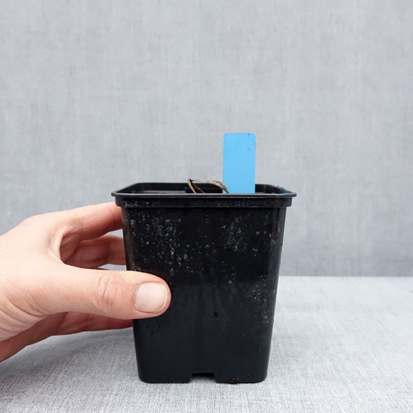 Cypripedium x ventricosum Red Vaso da 1L/1,5L esemplare consegnato in inverno