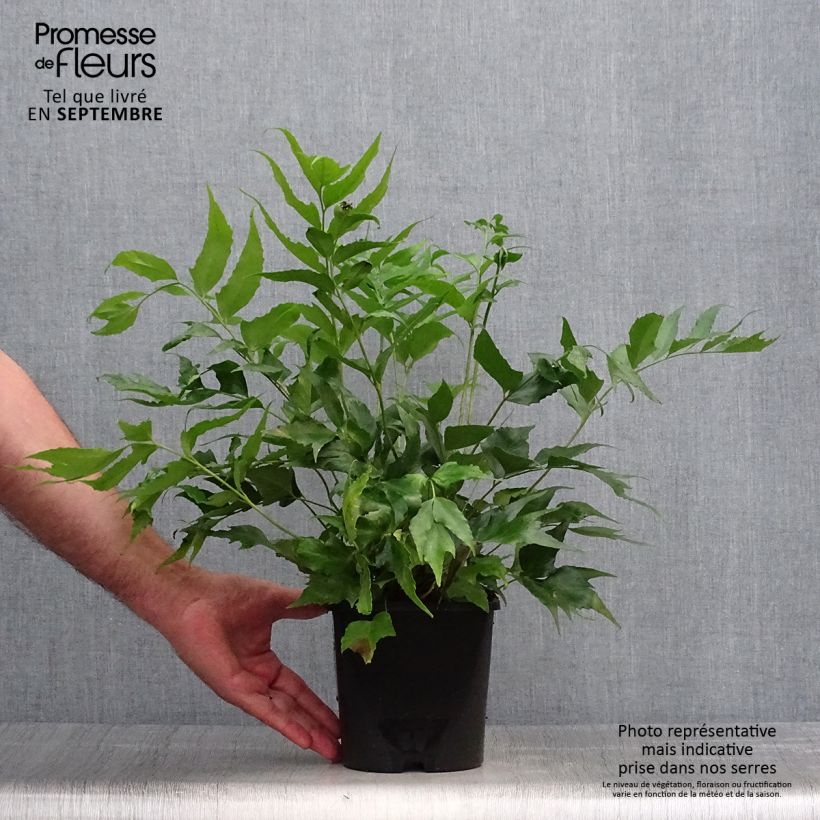 Esemplare di Cyrtomium falcatum - Felce falcata Vaso da 2L/3L come consegnato in autunno
