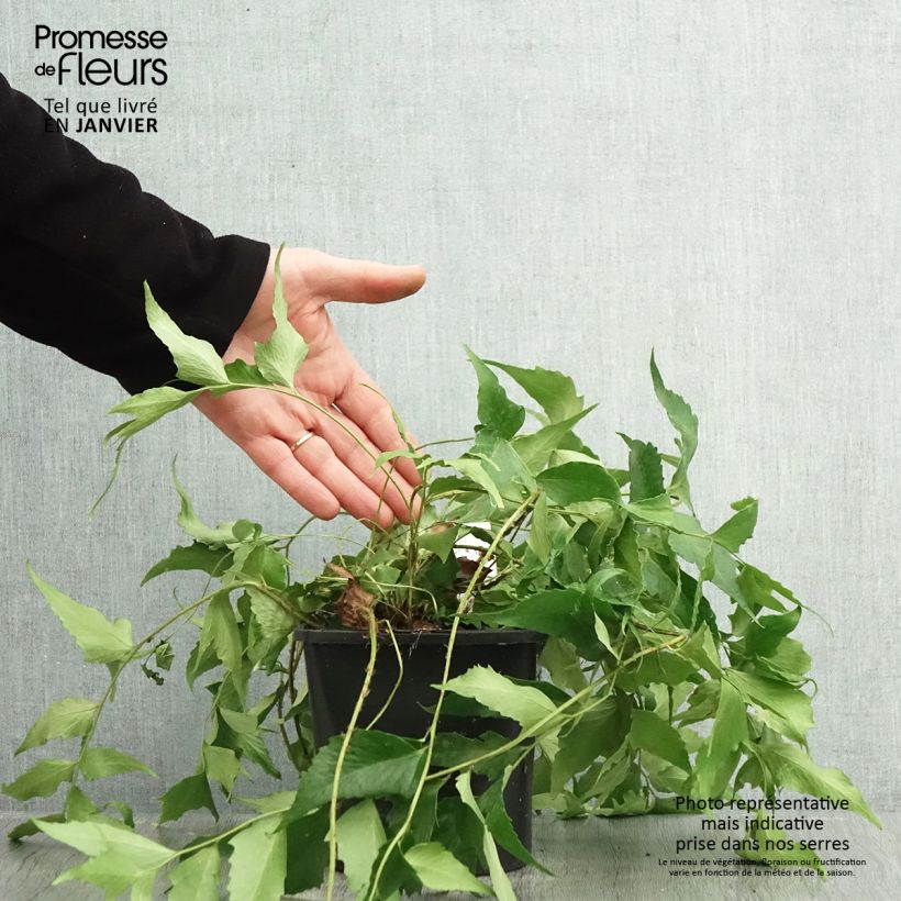 Cyrtomium falcatum - Felce falcata Vaso da 2L/3L esemplare consegnato in inverno