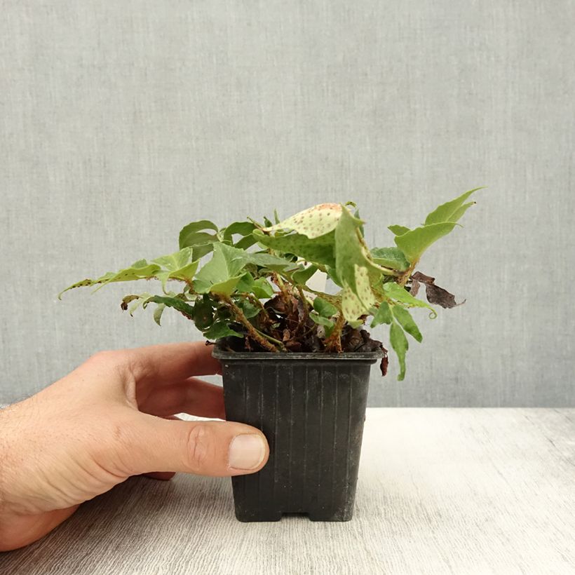 Esemplare di Cyrtomium falcatum Spin Cycle - Felce falcata Vasetto da 8/9 cm come consegnato in autunno