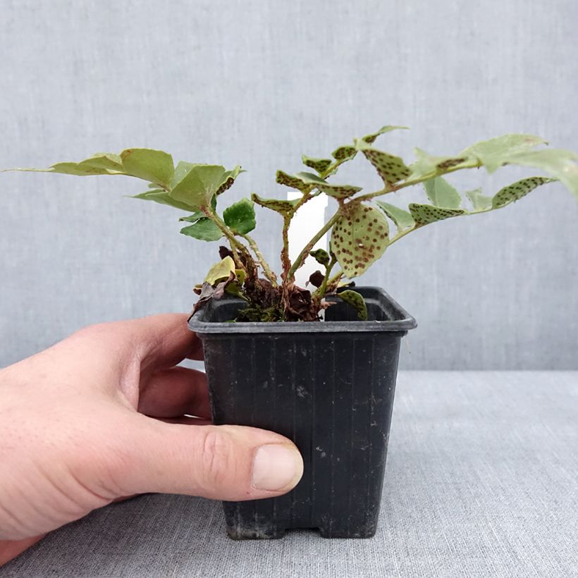 Cyrtomium falcatum Spin Cycle - Felce falcata Vasetto da 8/9 cm esemplare consegnato in inverno