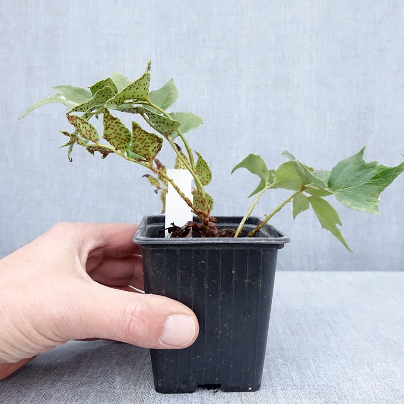 Cyrtomium falcatum Spin Cycle - Felce falcata Vasetto da 8/9 cm esemplare consegnato in primavera