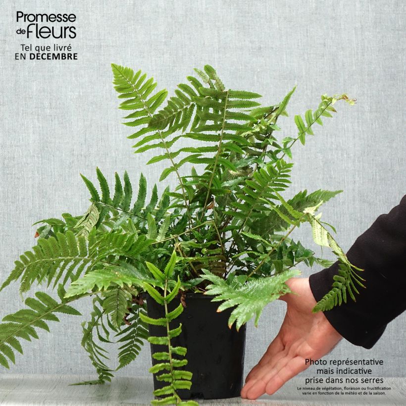 Cyrtomium fortunei var. clivicola Vaso da 2L/3L esemplare consegnato in inverno