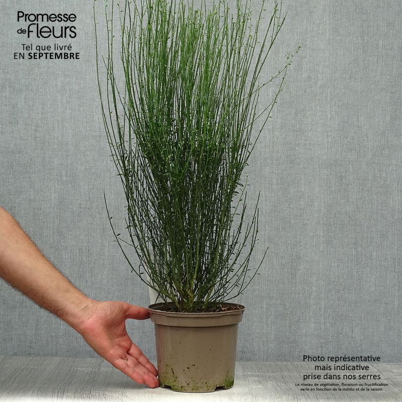 Esemplare di Cytisus scoparius Apricot Gem - Ginestra dei carbonai Vaso da 2L/3L come consegnato in autunno