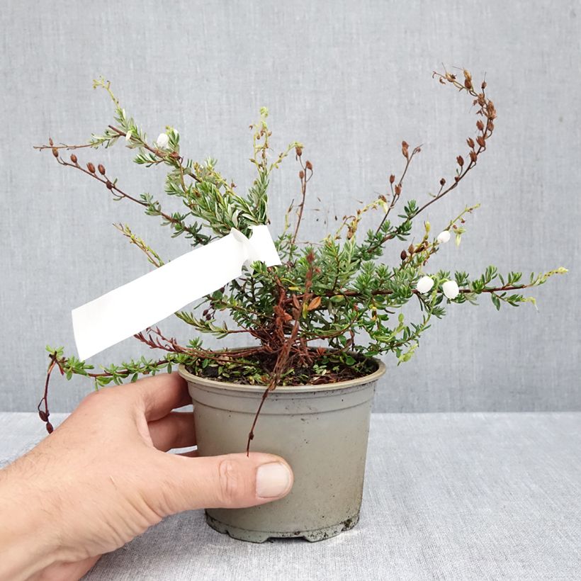 Esemplare di Daboecia cantabrica Creeping White Vaso da Ø 10 cm/11 cm come consegnato in autunno