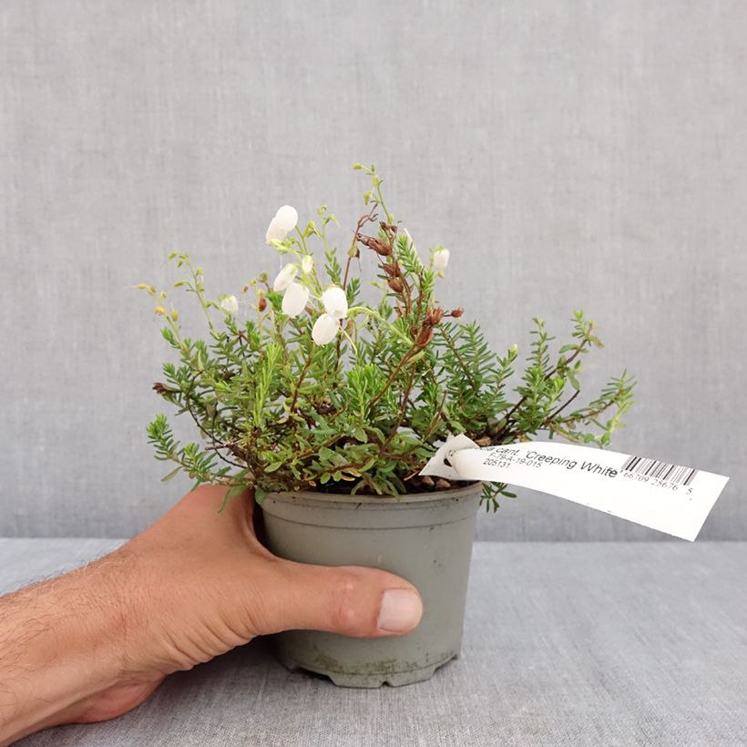 Esemplare di Daboecia cantabrica Creeping White Vaso da Ø 12 cm / 13 cm consegnato in estate