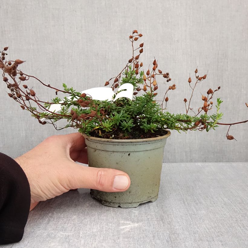 Esemplare di Daboecia cantabrica Cupido Vaso da Ø 10 cm/11 cm come consegnato in autunno